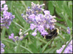 bee photograph