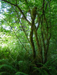 redwood forest