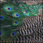 peacock back