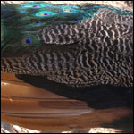 peacock feathers side