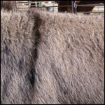 burro fir side