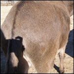 brown horse mane