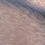 brown deer fur