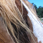  horse texture reference photograph