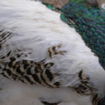 peacock back