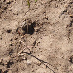 dried grass on ground