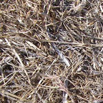 dried grass on ground