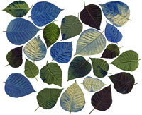 example