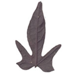 ipomoea brown
