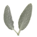 lamb's ear leaves