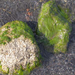 lake rock