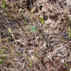 dried grasses