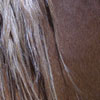 horse neck