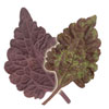 coleus 4