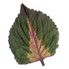 coleus