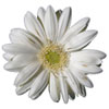 white gerber daisy