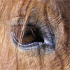 brown horse