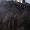 black horse fur