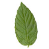 mint