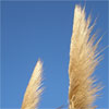 pompas grass