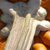 pumpkin-stem