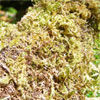 tree moss