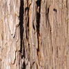 redwood