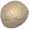 sanddollar
