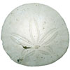sanddollars with sand