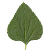 sunflower leaf