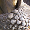 tortise leg