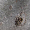 white fir branch