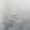 white horse fur