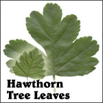 hawthorn tree leaves
