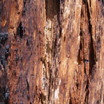  burned bark