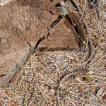 tree stump